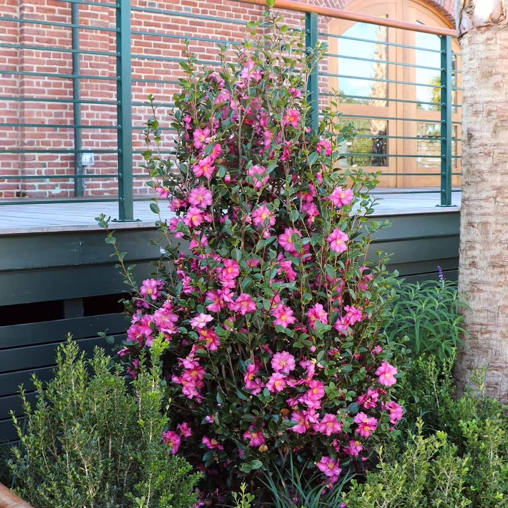 Camellia Sasanqua Shi - Shi I 3 Extra Large 3 Gallon Plants Pink Flowering Live Plant for Outdoor & Indoor Gardens, Compact Elegant Flowering Shrub for Vibrant Landscaping