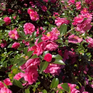 Camellia Sasanqua Shi - Shi I 3 Extra Large 3 Gallon Plants Pink Flowering Live Plant for Outdoor & Indoor Gardens, Compact Elegant Flowering Shrub for Vibrant Landscaping
