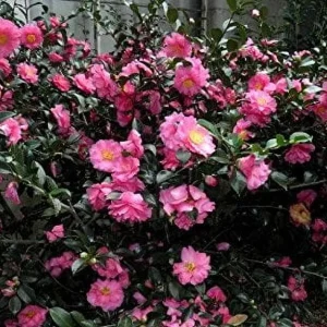 Camellia Sasanqua Shi - Shi I 3 Extra Large 3 Gallon Plants Pink Flowering Live Plant for Outdoor & Indoor Gardens, Compact Elegant Flowering Shrub for Vibrant Landscaping