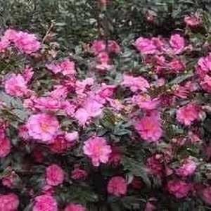 Camellia Sasanqua Shi - Shi I 3 Extra Large 3 Gallon Plants Pink Flowering Live Plant for Outdoor & Indoor Gardens, Compact Elegant Flowering Shrub for Vibrant Landscaping