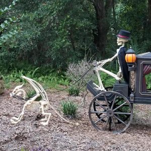 Large 4ft pterosaur skeleton, halloween decoration