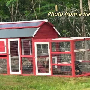 Chicken Coop Outlet Large 102" Wood Backyard Hen House Nesting Box & Run & Cleaning Tray