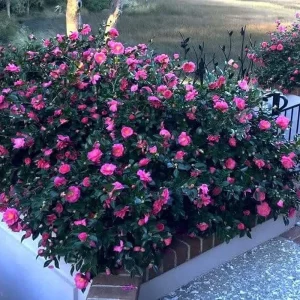 Camellia Sasanqua Shi - Shi I 3 Extra Large 3 Gallon Plants Pink Flowering Live Plant for Outdoor & Indoor Gardens, Compact Elegant Flowering Shrub for Vibrant Landscaping