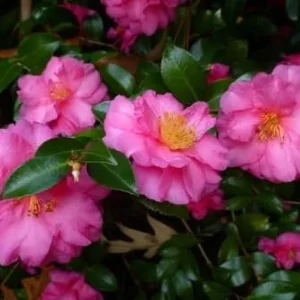 Camellia Sasanqua Shi - Shi I 3 Extra Large 3 Gallon Plants Pink Flowering Live Plant for Outdoor & Indoor Gardens, Compact Elegant Flowering Shrub for Vibrant Landscaping